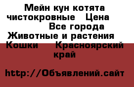 Мейн-кун котята чистокровные › Цена ­ 25 000 - Все города Животные и растения » Кошки   . Красноярский край